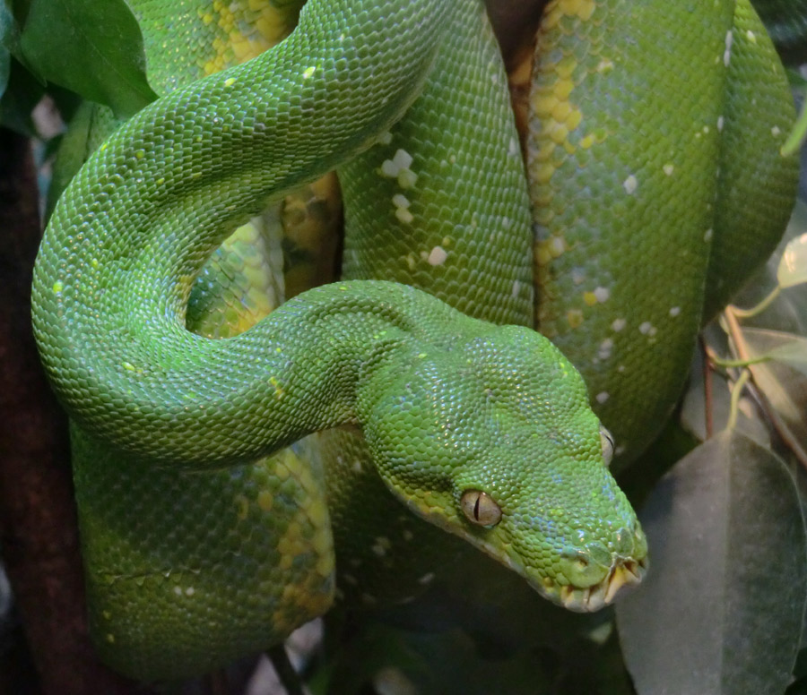 Grüner Baumpython im Wuppertaler Zoo im Juni 2011