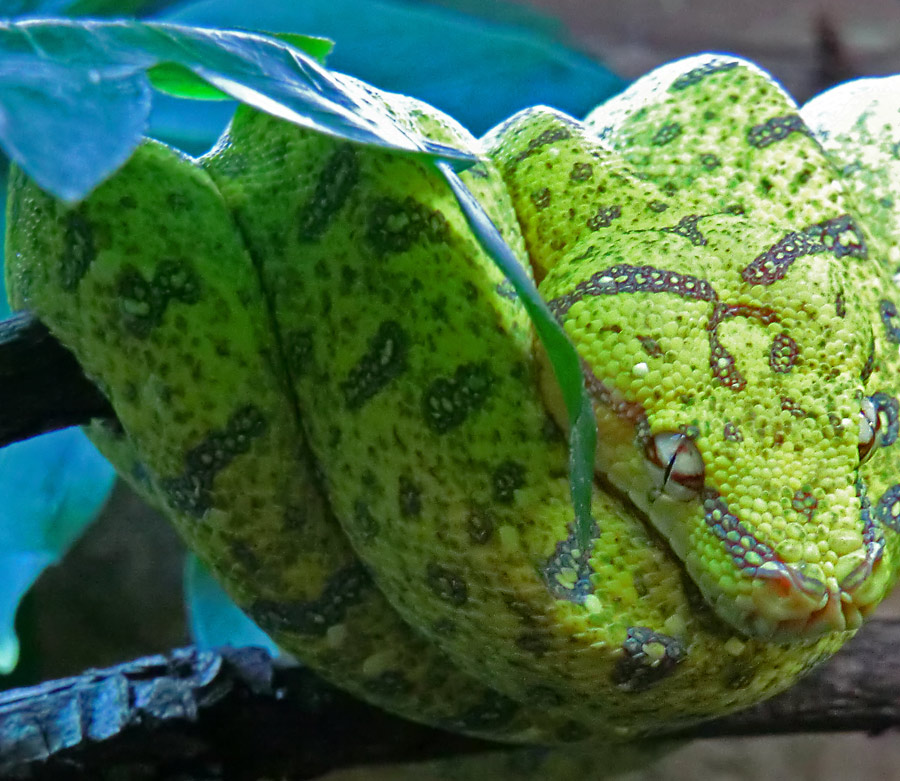 Grüner Baumpython Jungtier im Zoo Wuppertal am 29. Januar 2012