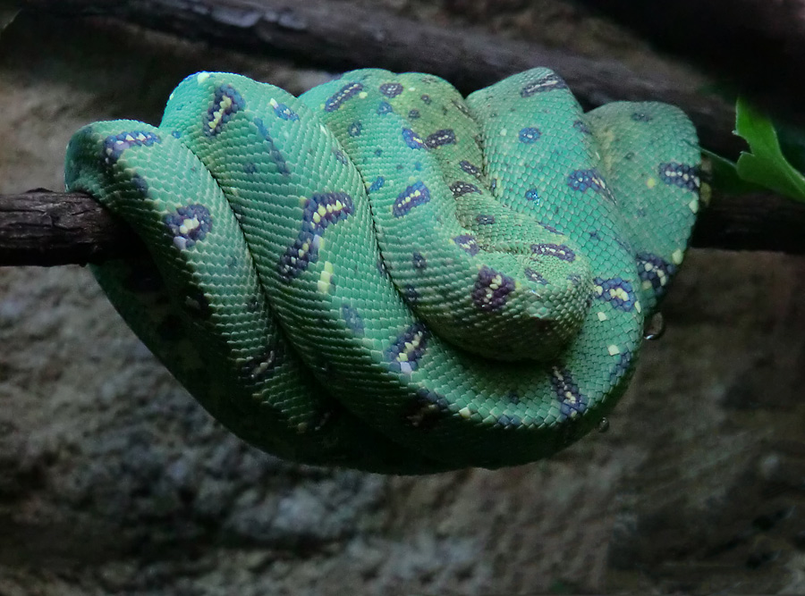 Grüner Baumpython Jungtier im Wuppertaler Zoo am 29. Januar 2012