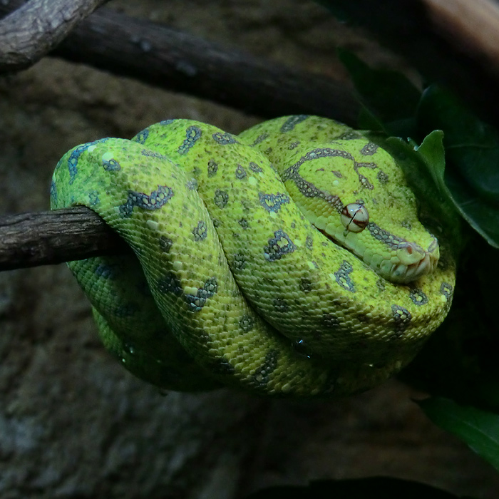 Grüner Baumpython Jungtier im Wuppertaler Zoo im Februar 2012