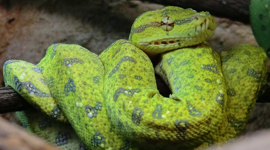 Grüner Baumpython Jungtier im Zoologischen Garten Wuppertal am 2. März 2012