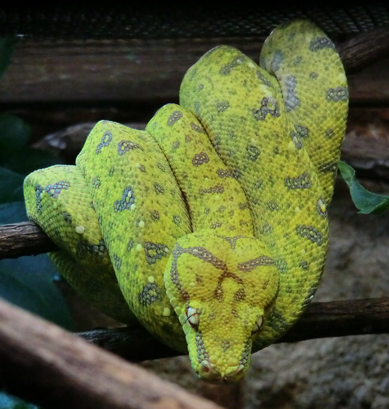 Grüner Baumpython Jungtier im Wuppertaler Zoo am 4. März 2012