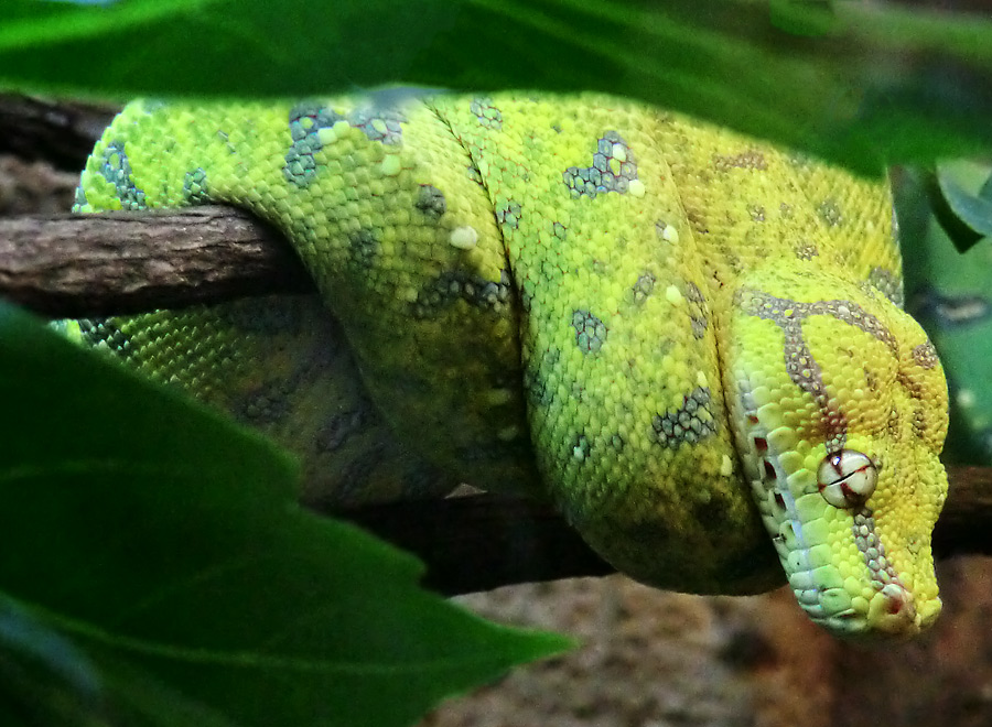 Grüner Baumpython Jungtier im Zoo Wuppertal am 4. März 2012