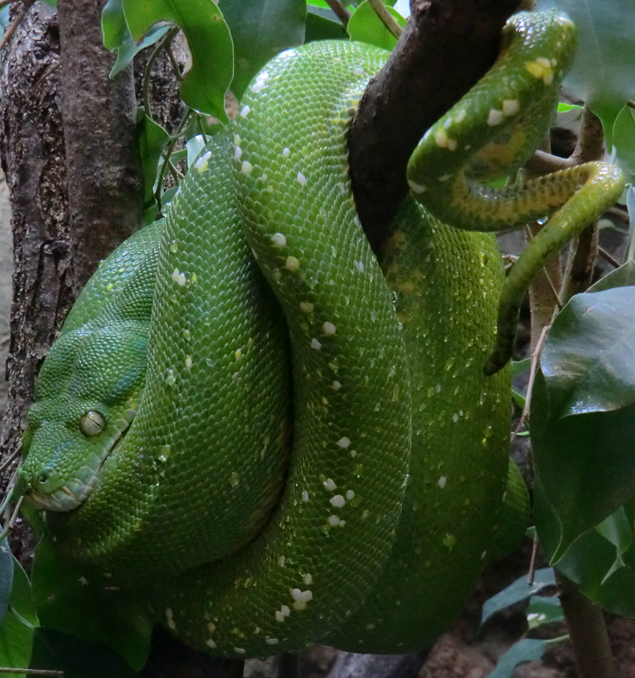 Grüner Baumpython im Zoo Wuppertal im März 2012