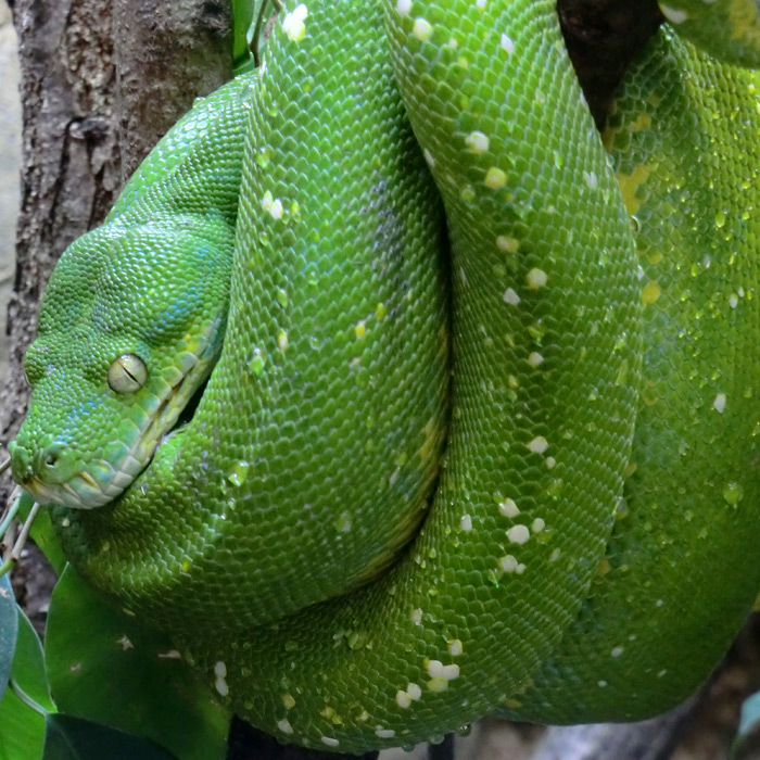 Grüner Baumpython im Wuppertaler Zoo im März 2012