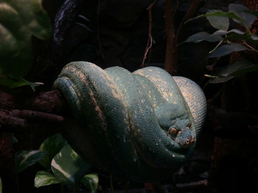 Grüner Baumpython im Zoo Wuppertal am 18. März 2012