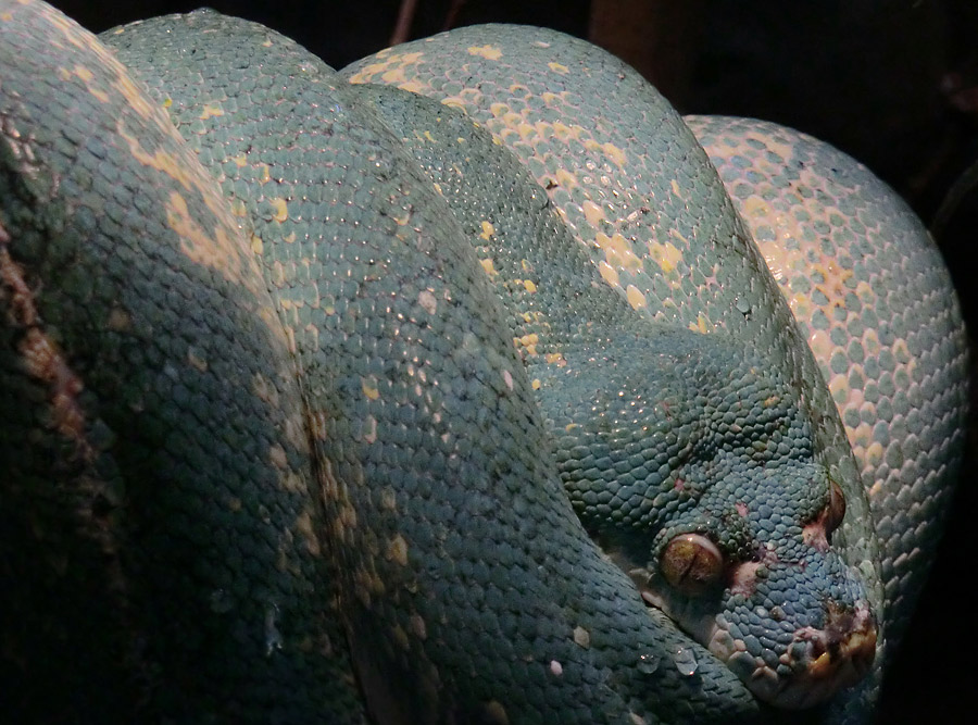 Grüner Baumpython im Zoologischen Garten Wuppertal am 18. März 2012