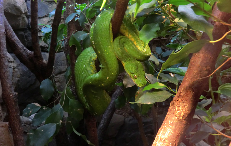 Grüner Baumpython im Wuppertaler Zoo am 30. März 2012