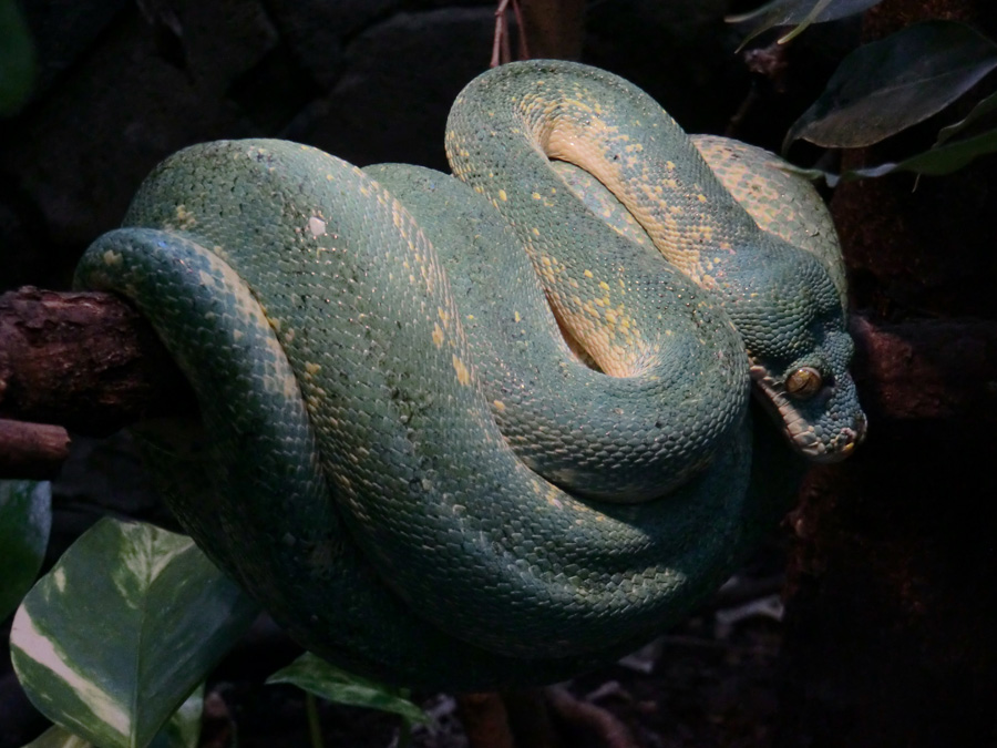 Grüner Baumpython im Zoo Wuppertal am 31. März 2012