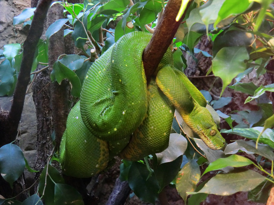 Grüner Baumpython im Zoologischen Garten Wuppertal am 31. März 2012