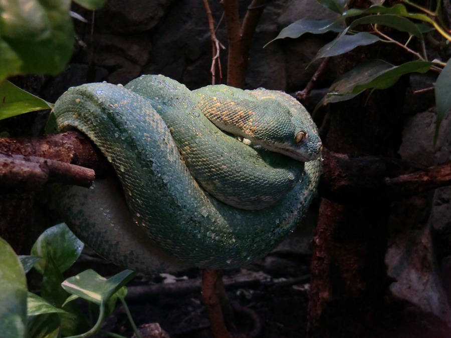 Grüner Baumpython im Zoologischen Garten Wuppertal am 7. April 2012