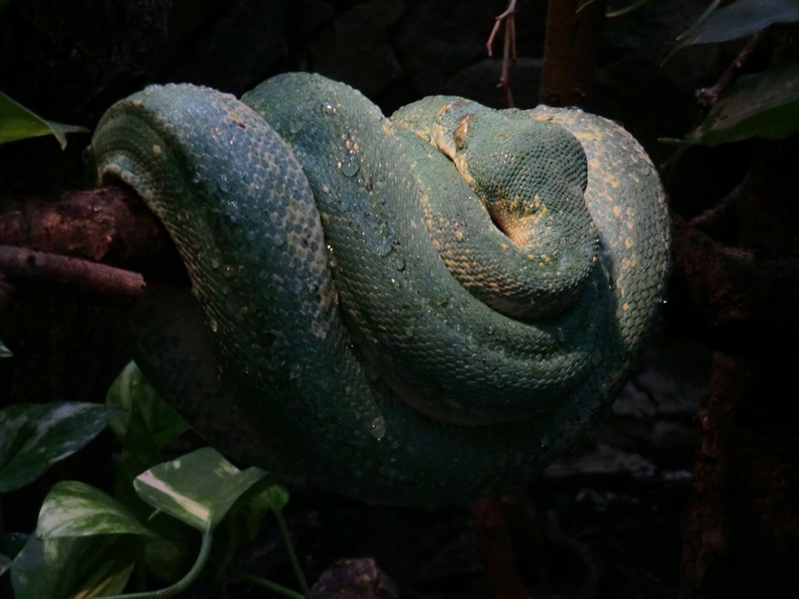 Grüner Baumpython im Wuppertaler Zoo am 7. April 2012