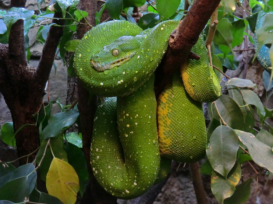 Grüner Baumpython im Wuppertaler Zoo am 23. April 2012