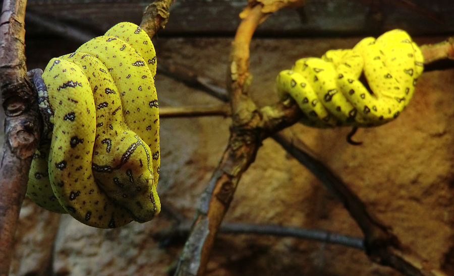 Grüner Baumpython Jungtier im Wuppertaler Zoo am 21. Juli 2012