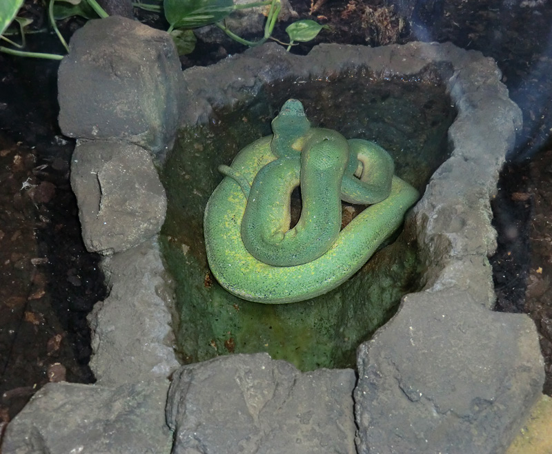 Grüner Baumpython im Zoologischen Garten Wuppertal am 25. Juli 2012