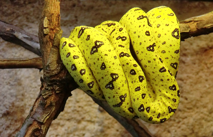 Grüner Baumpython Jungtier im Wuppertaler Zoo am 27. Juli 2012