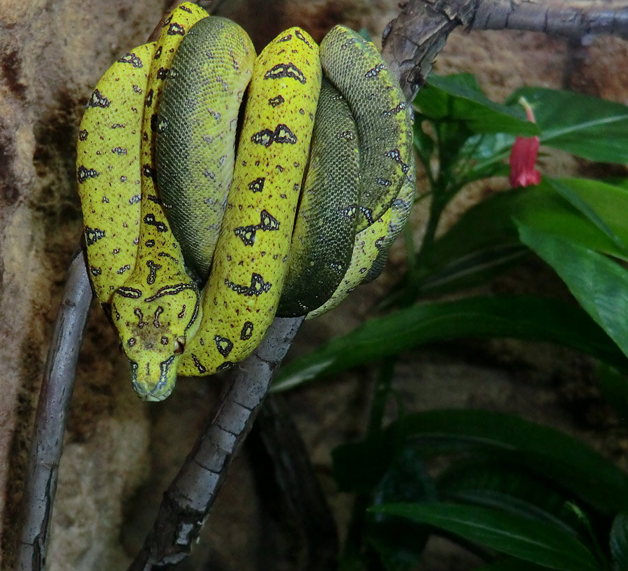 Grüner Baumpython Jungtiere im Wuppertaler Zoo am 16. November 2012