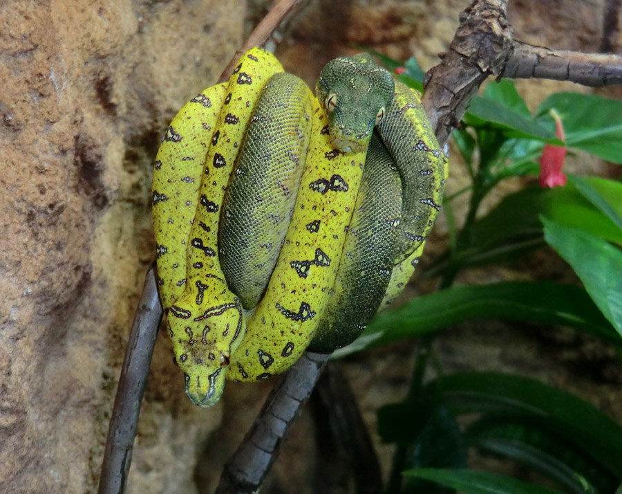 Grüner Baumpython Jungtiere im Wuppertaler Zoo am 16. November 2012