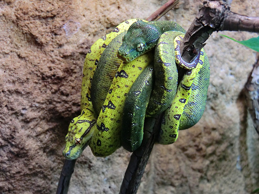 Grüner Baumpython Jungtiere im Wuppertaler Zoo am 16. November 2012