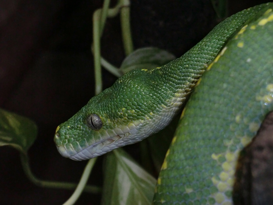 Grüner Baumpython im Wuppertaler Zoo am 16. November 2012