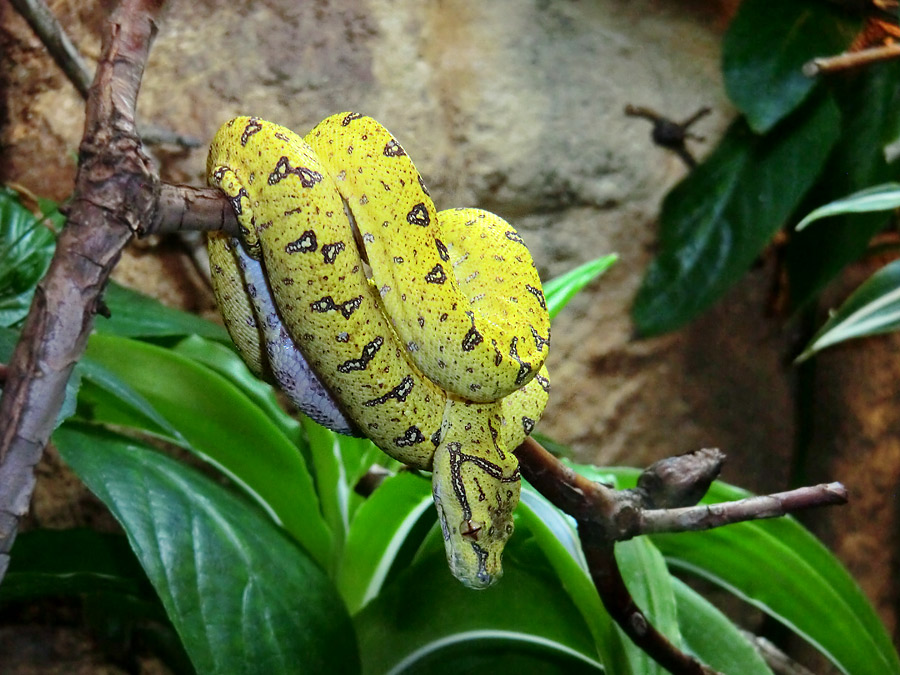 Grüner Baumpython Jungtier im Zoologischen Garten Wuppertal am 1. Dezember 2012