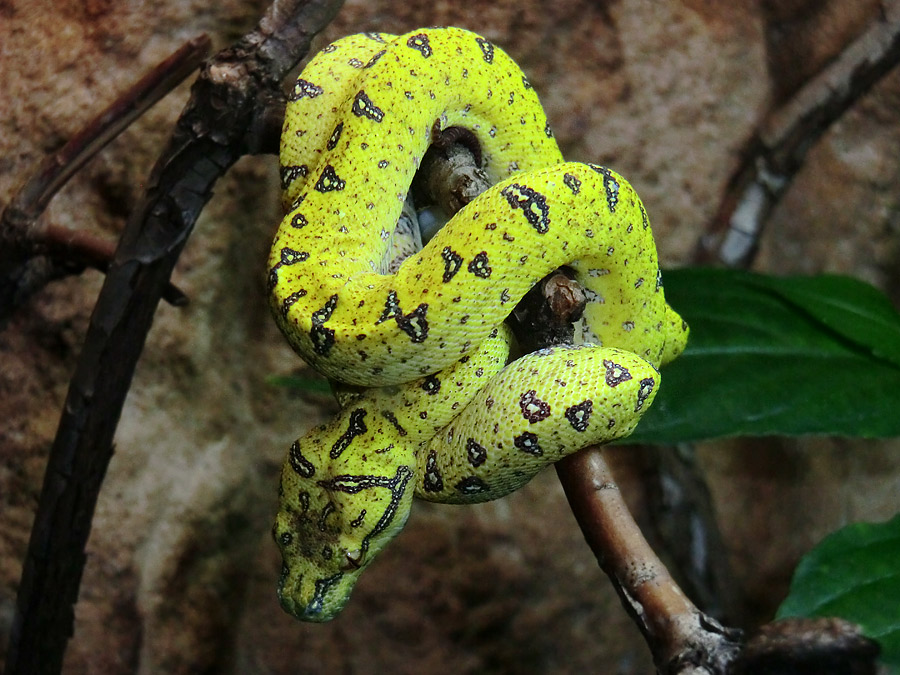 Grüner Baumpython Jungtier im Wuppertaler Zoo am 1. Dezember 2012