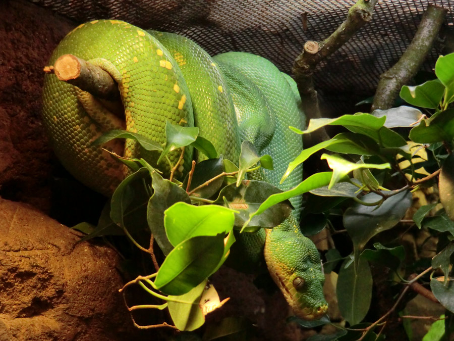 Grüner Baumpython im Wuppertaler Zoo am 1. Dezember 2012