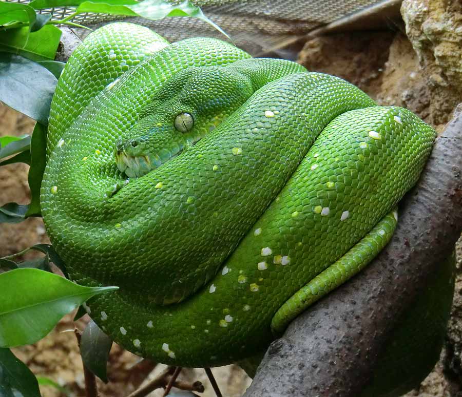 Grüner Baumpython im Wuppertaler Zoo im April 2014