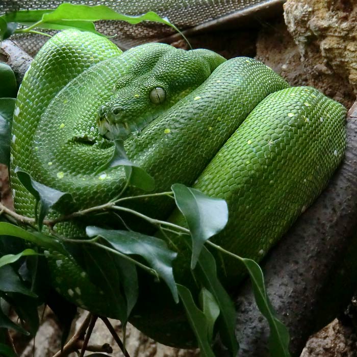 Grüner Baumpython im Wuppertaler Zoo im April 2014