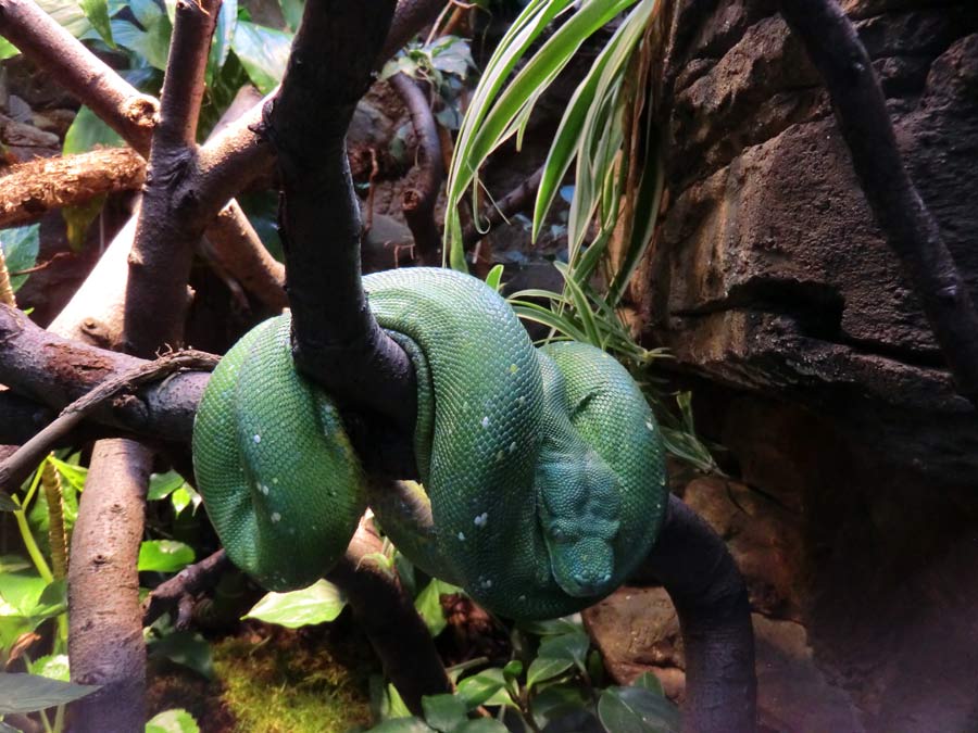 Grüner Baumpython im Zoo Wuppertal im November 2014