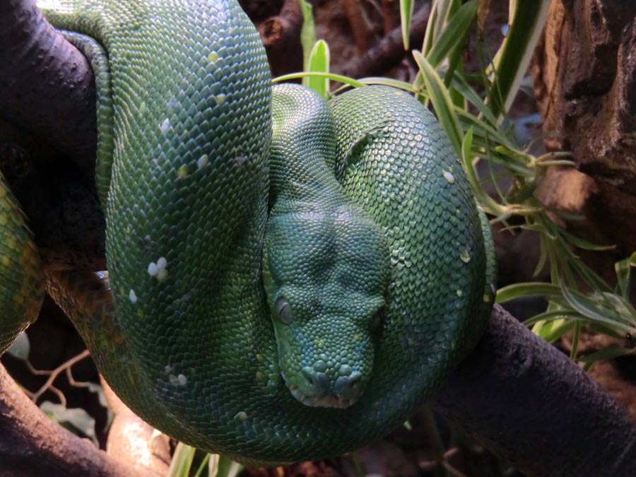 Grüner Baumpython im Zoologischen Garten Wuppertal im November 2014