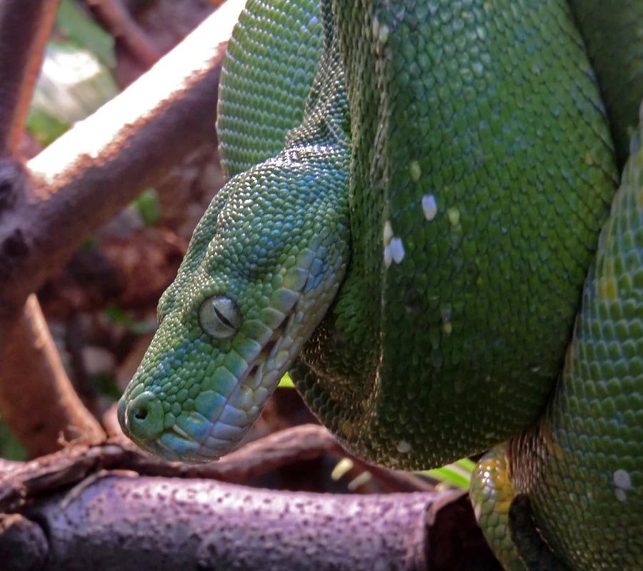 Grüner Baumpython im Zoo Wuppertal im November 2014