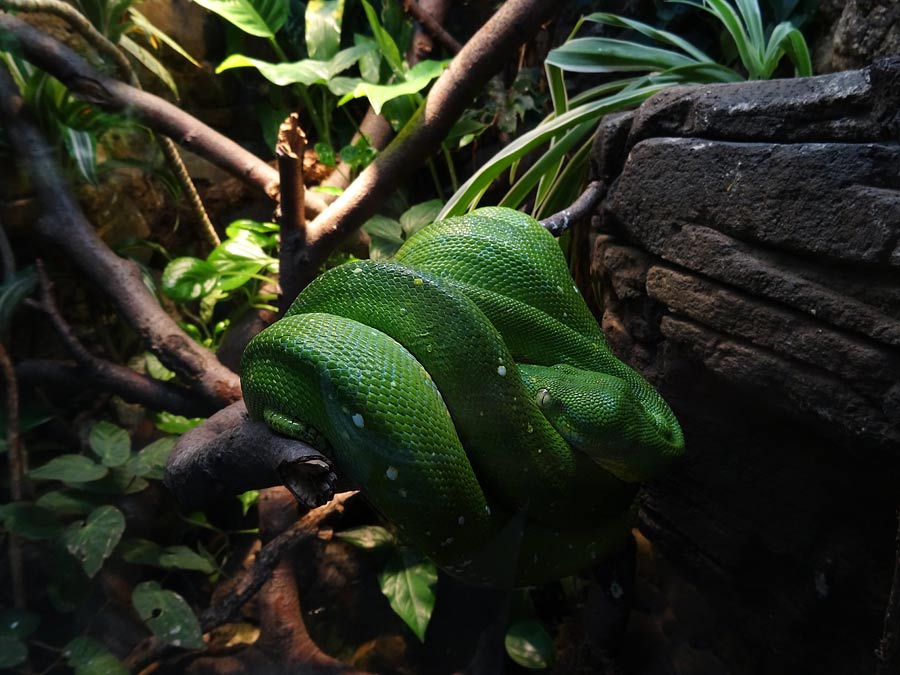 Grüner Baumpython im Zoo Wuppertal im Januar 2015