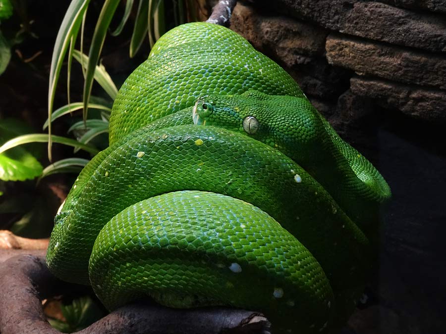 Grüner Baumpython im Grünen Zoo Wuppertal im Januar 2015