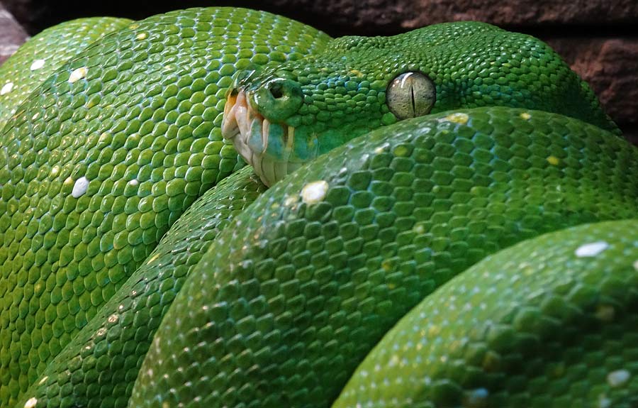 Grüner Baumpython im Wuppertaler Zoo im Januar 2015