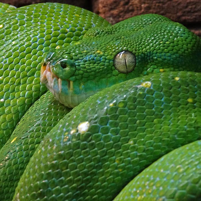 Grüner Baumpython im Wuppertaler Zoo im Januar 2015