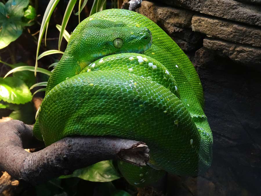 Grüner Baumpython im Zoologischen Garten Wuppertal im Januar 2015