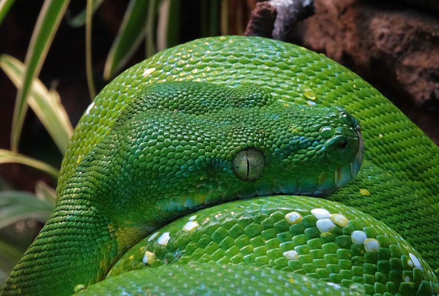 Grüner Baumpython im Grünen Zoo Wuppertal im Januar 2015