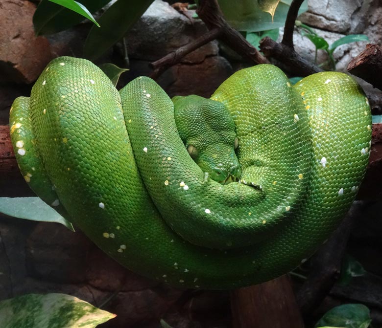 Grüner Baumpython am 3. März 2017 im Terrarium im Zoologischen Garten der Stadt Wuppertal