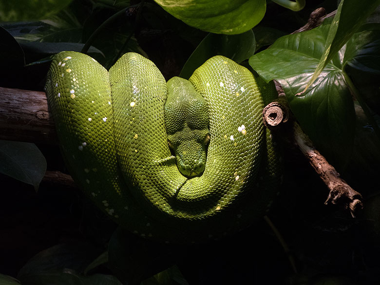 Grüner Baumpython am 30. Dezember 2018 im Terrarium im Grünen Zoo Wuppertal