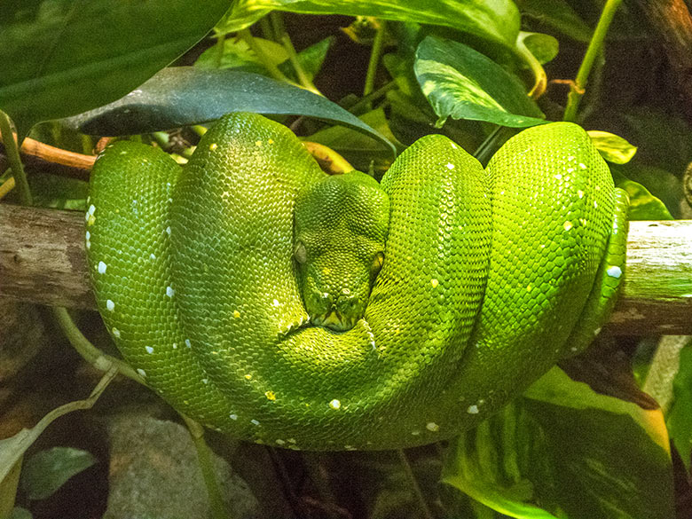 Grüner Baumpython am 28. Oktober 2019 im Terrarium im Grünen Zoo Wuppertal