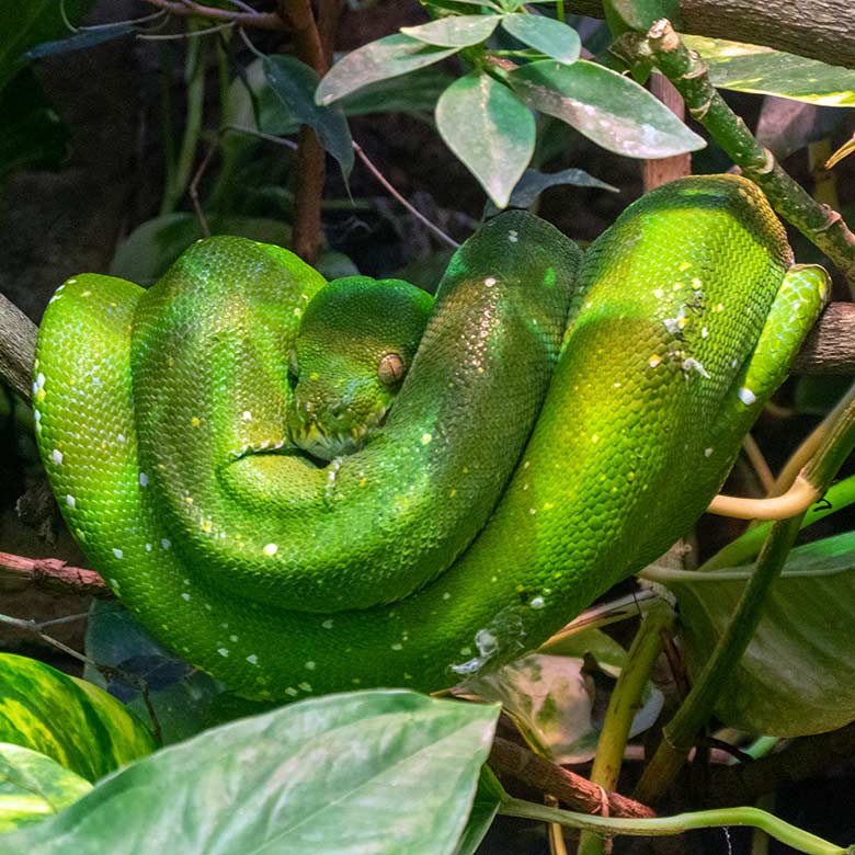 Grüner Baumpython am 2. November 2021 im Terrarium im Zoologischen Garten der Stadt Wuppertal