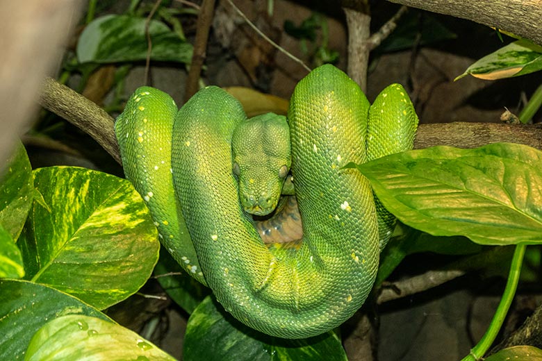 Grüner Baumpython am 26. Dezember 2021 im Terrarium im Zoologischen Garten Wuppertal