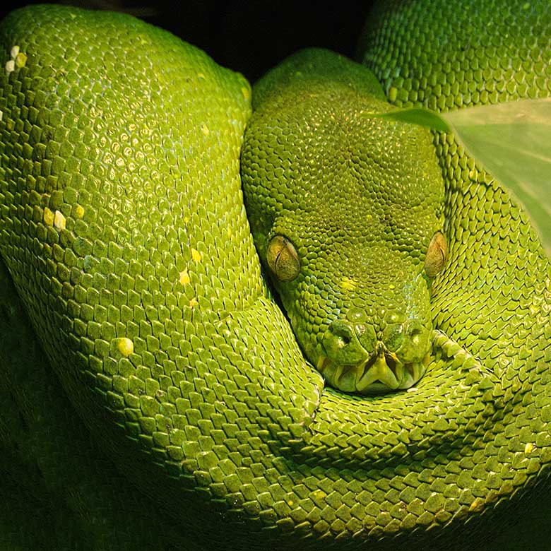 Grüner Baumpython am 15. Januar 2022 im Terrarium im Zoologischen Garten der Stadt Wuppertal