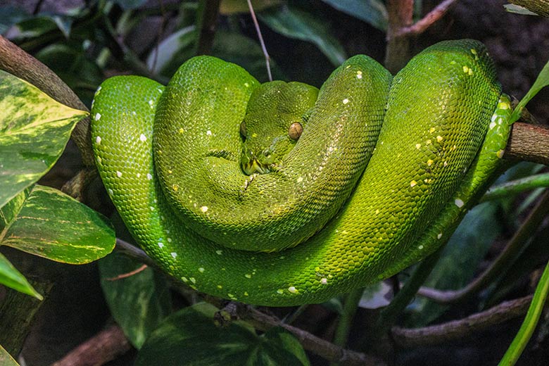 Grüner Baumpython am 20. Februar 2022 im Terrarium im Wuppertaler Zoo