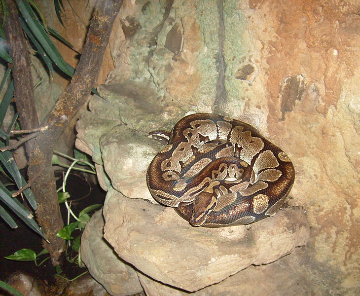 Königspython im Zoologischen Garten Wuppertal im November 2008