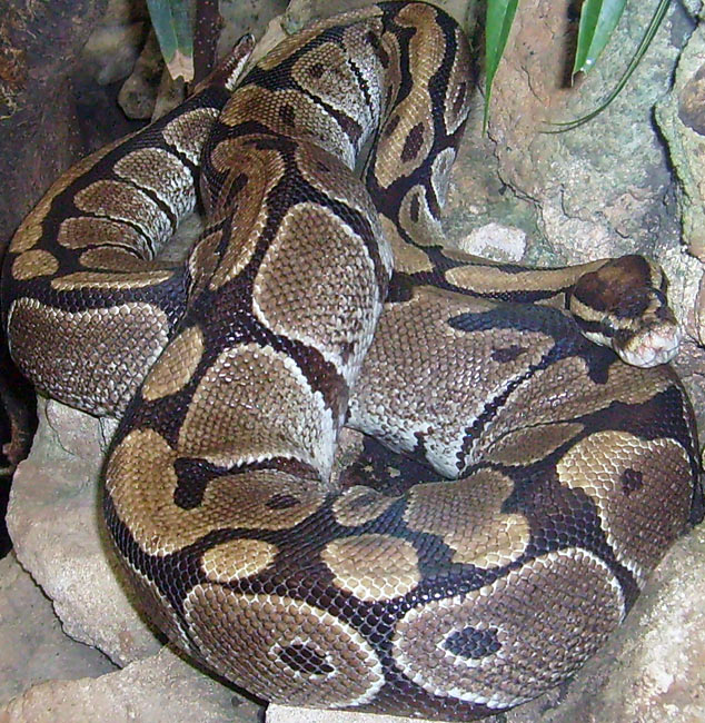 Königspython im Zoo Wuppertal im April 2009