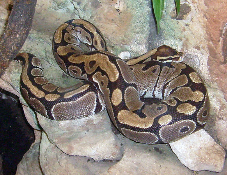 Königspython im Zoologischen Garten Wuppertal im April 2009