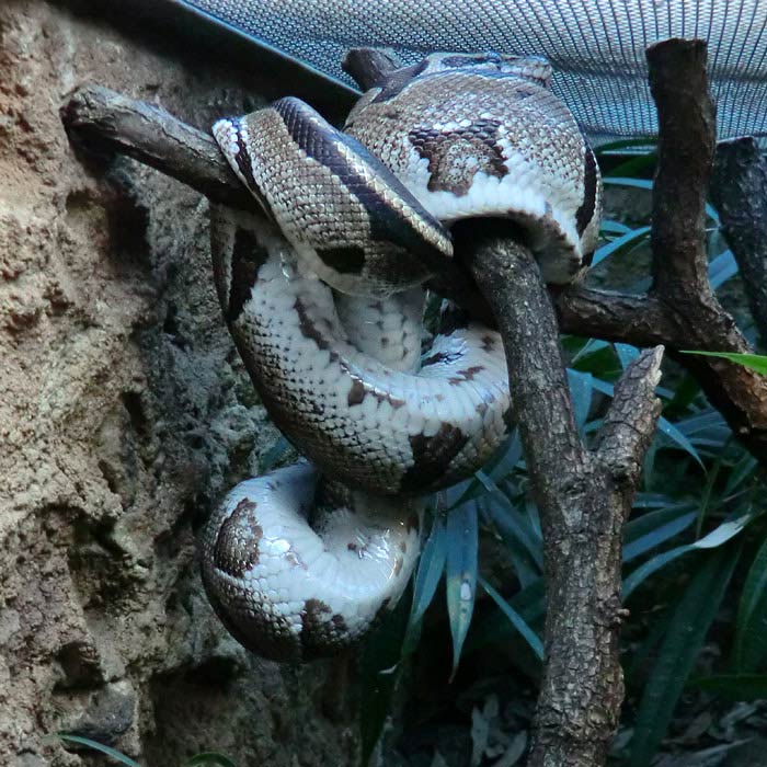 Königspython im Wuppertaler Zoo im Januar 2012