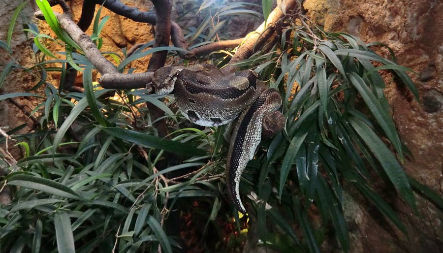 Königspython im Wuppertaler Zoo im November 2014